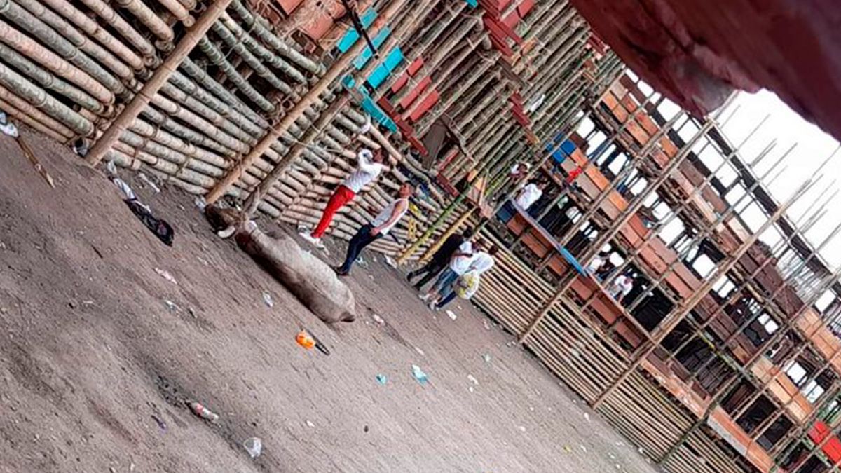 Asesinan a toro tras colapso de gradas en Colombia