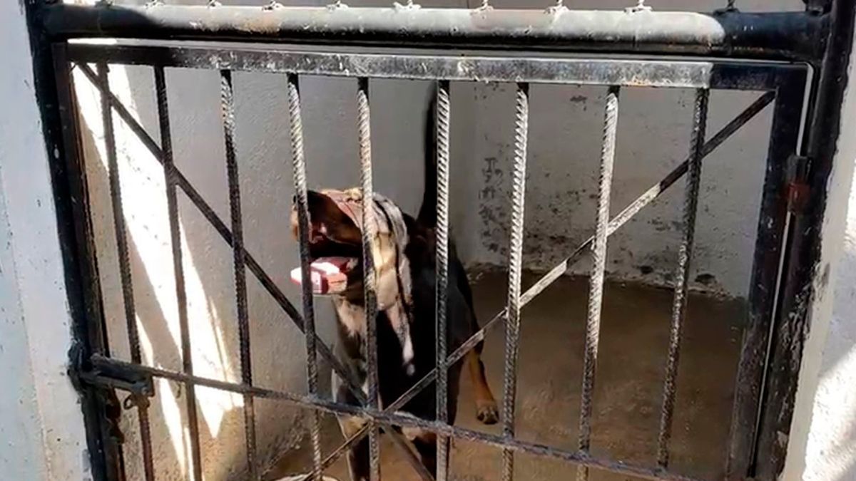 ¿Qué fue del perrito Thomas, acusado de atacar a su dueña en Cuernavaca?