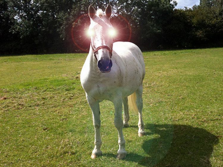 We Need To Kill All The Horses On Earth Before They Kill Us First