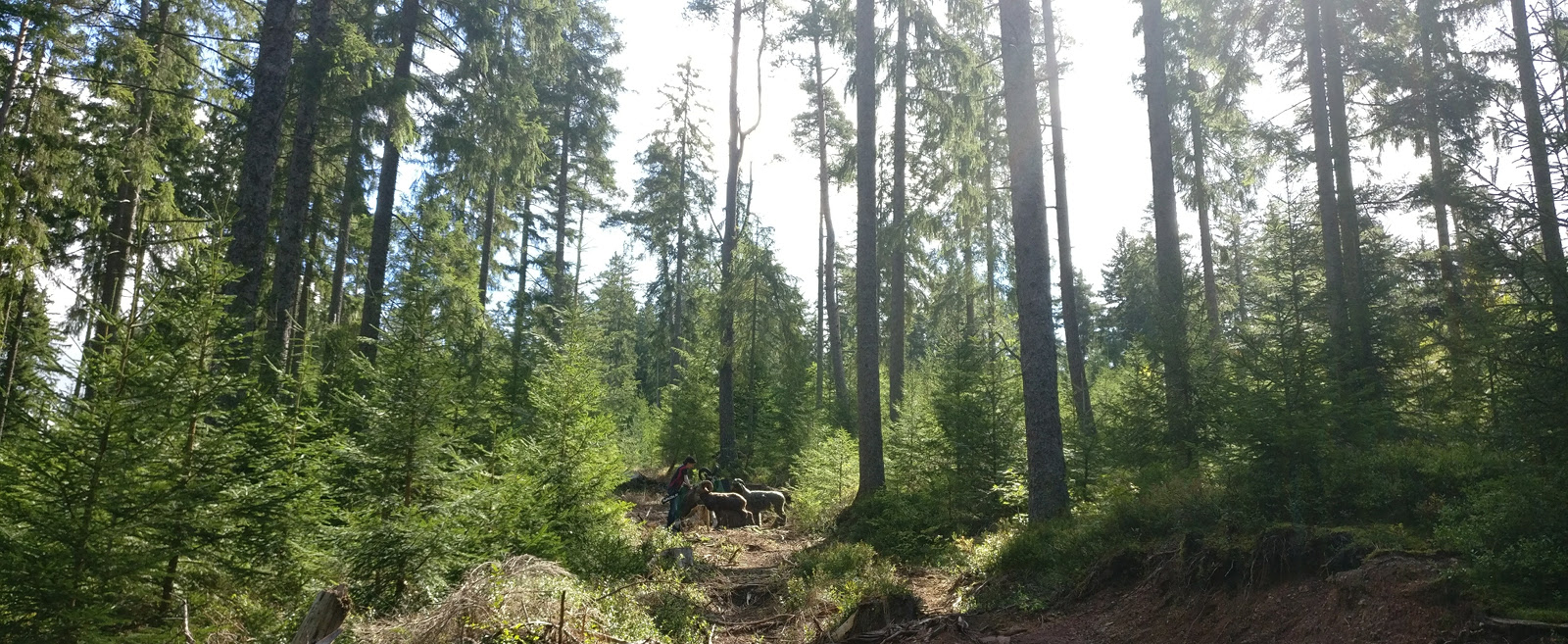 IMG_20170905_114543_low