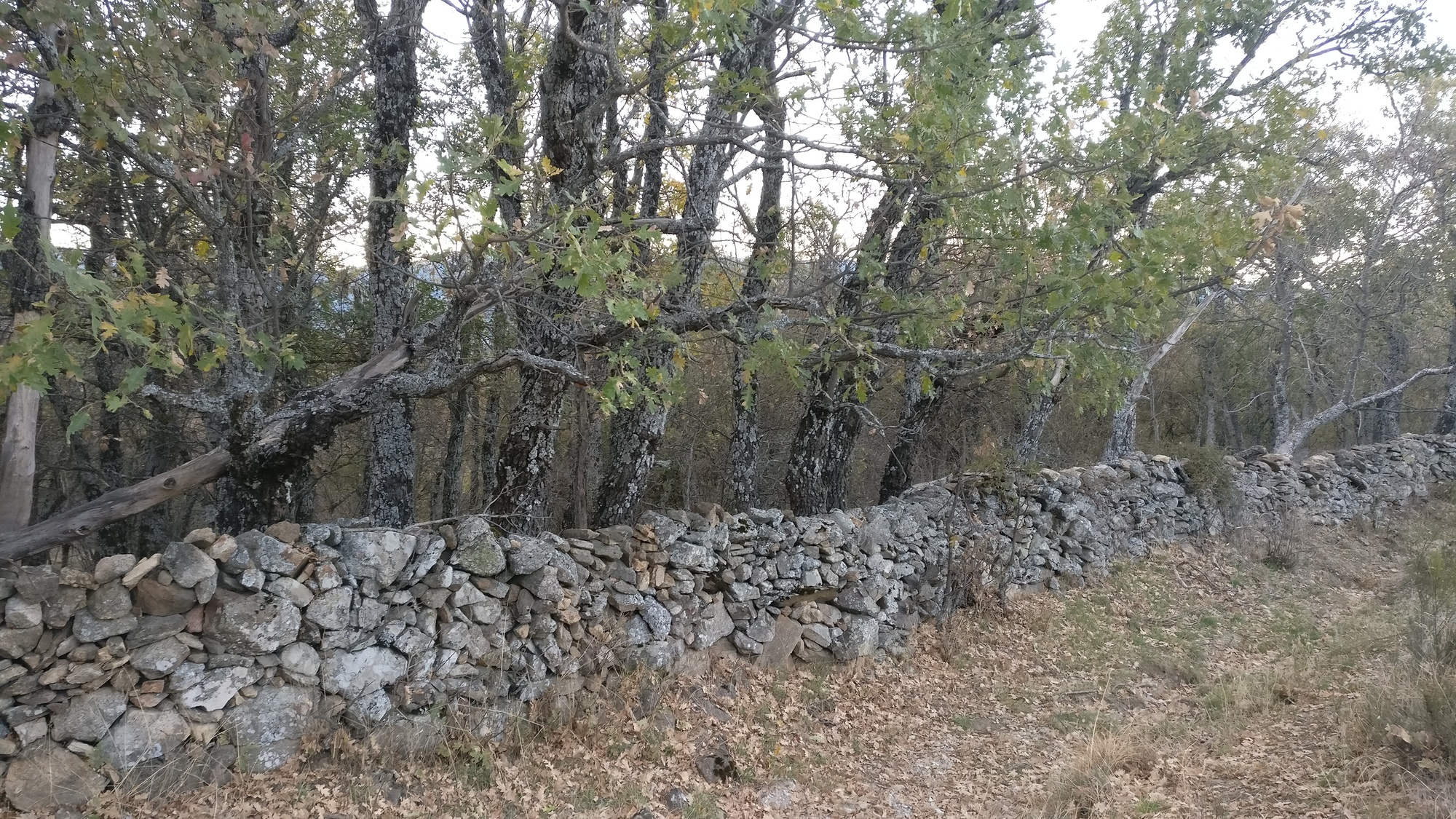 IMG_20171112_130403-8