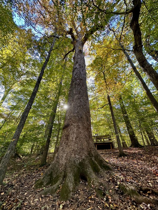 The Underground Railroad Tree at Guilford College