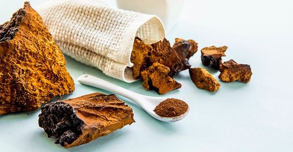 The Superfood Properties of Chaga Mushrooms