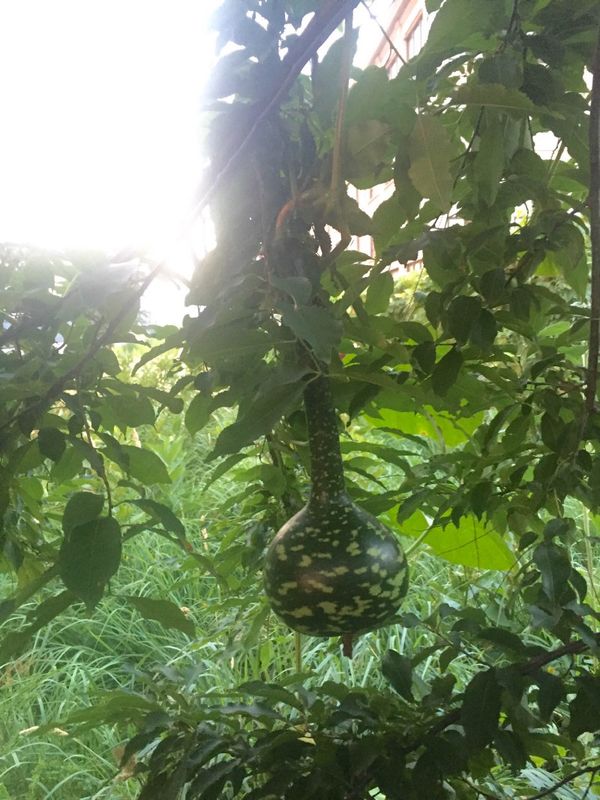 A Look Inside Smiling Hogshead Ranch