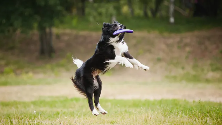 Picture of dog catching a frisbee.