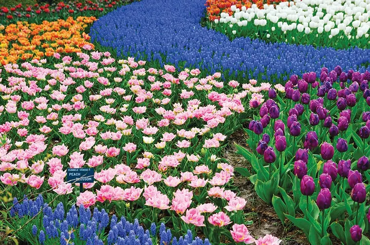 Master-Planning A Garden