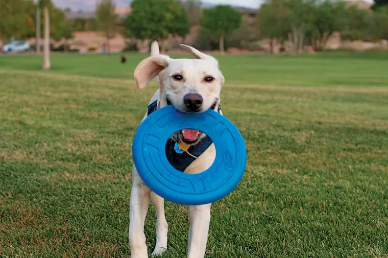 Welcoming Four-Legged Friends