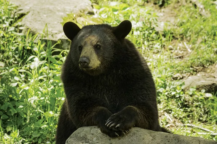 Surviving Bear Encounters
