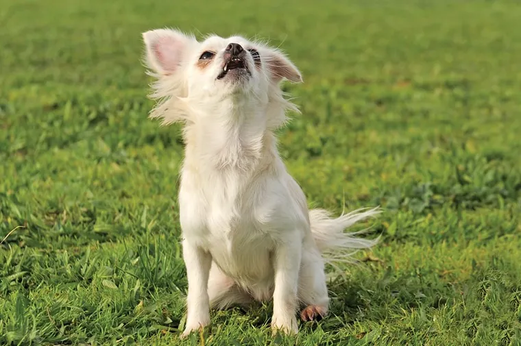 From Yawn Lawn To Bark Park