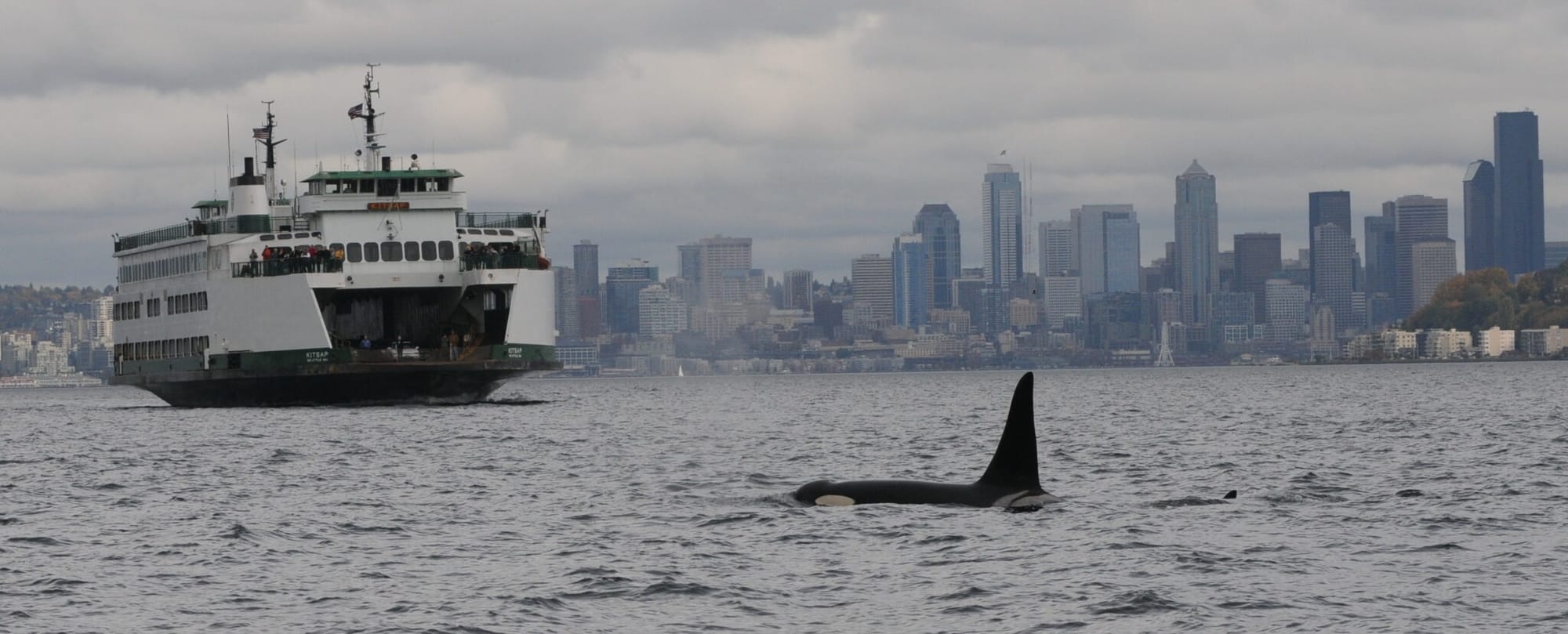Op-Ed: The Orca Whales Didn’t Hire Toby Thaler