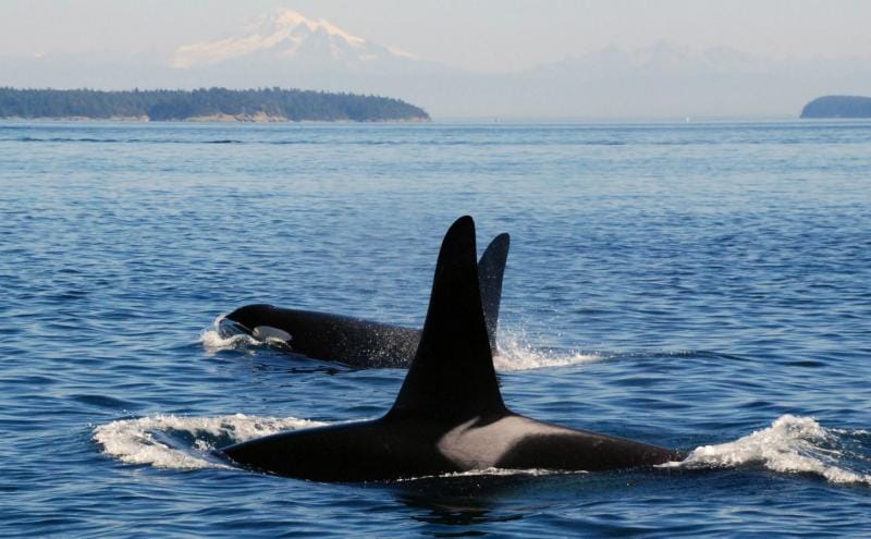 Op-Ed: The Orca Whales Didn’t Hire Toby Thaler