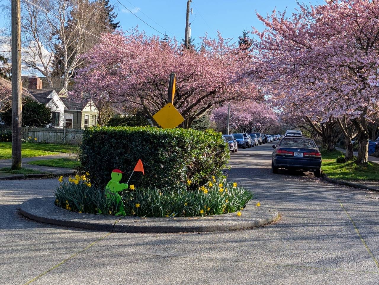 A street with a canopy of purple blossoming cherry trees and a circular diverter garden planter with daffodils in the middle of an intersection to calm traffic.
