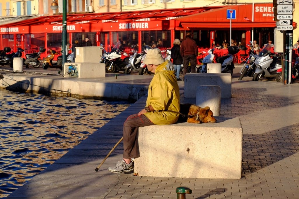 Towards canine equity in the city