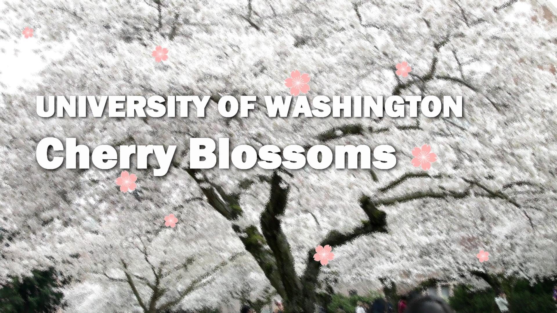 Sunday Video: UW Cherry Blossoms 2016