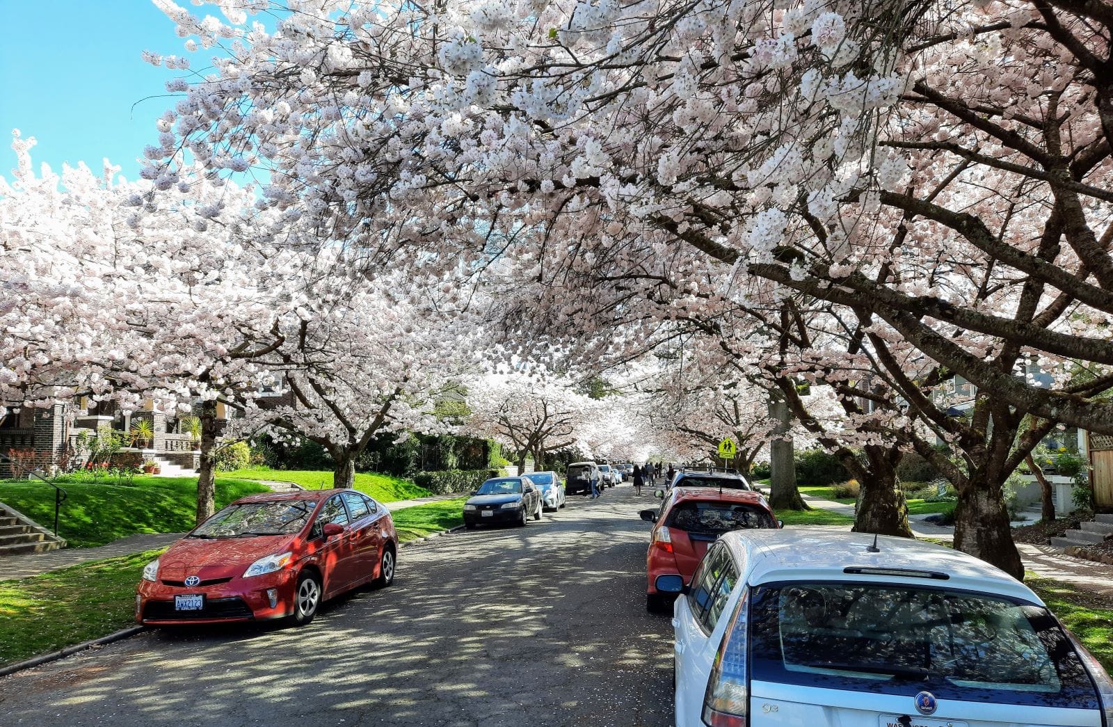                      The Urbanist’s Guide to Seattle’s 17,000 Best Spots for Cherry Blossoms
                     