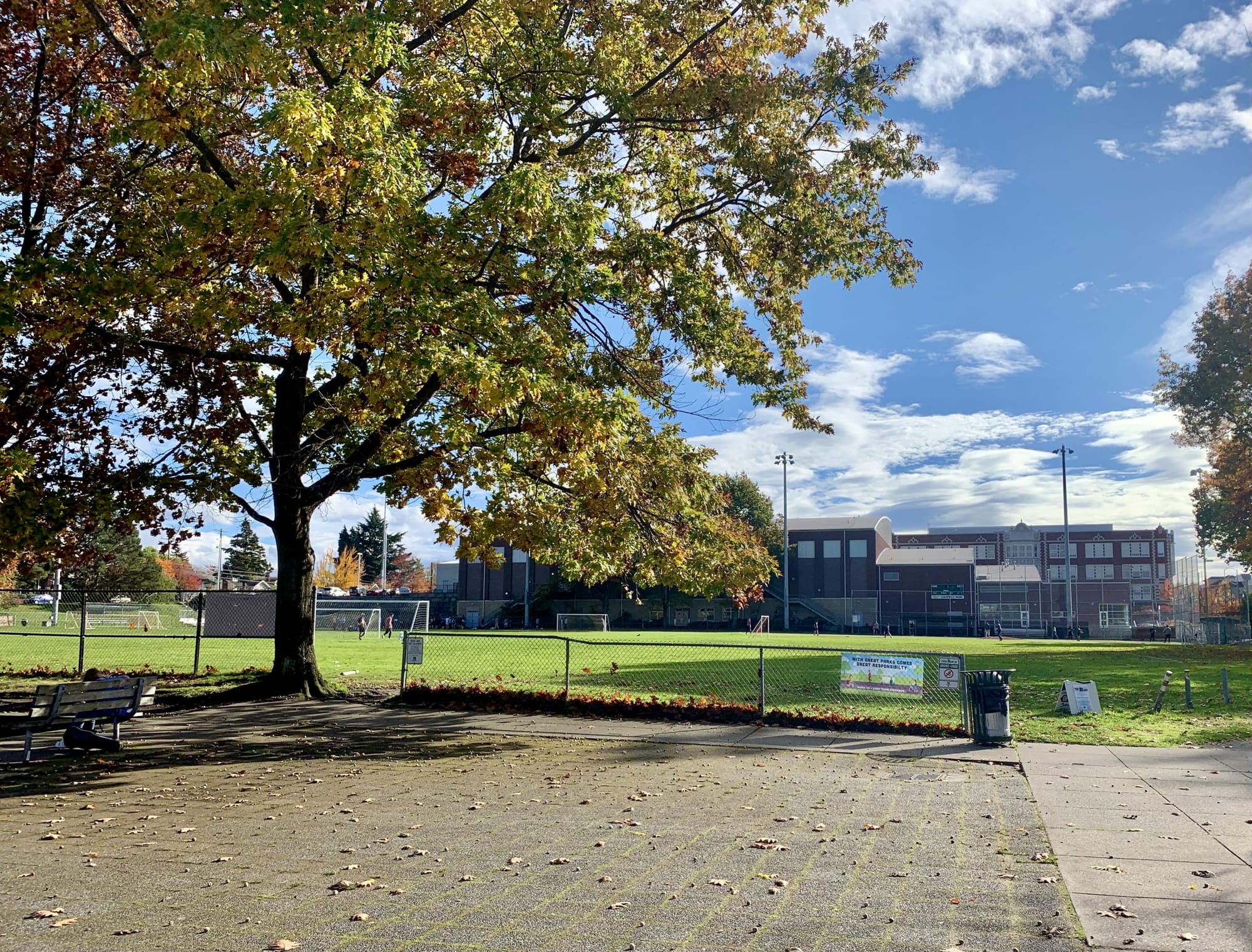
                     A photo of a tall tree and a paved area next to a large playfield.
                     
