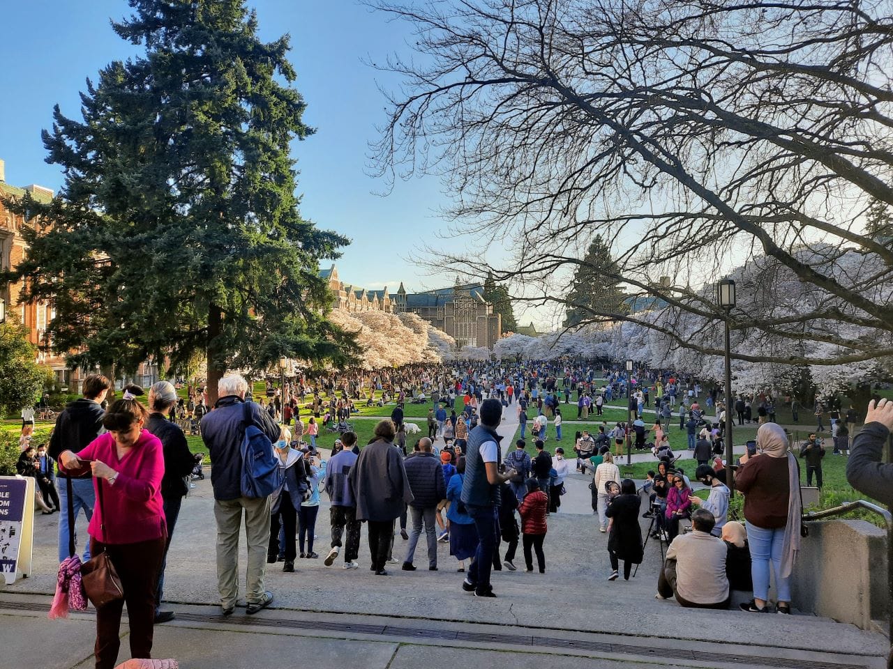 Cars Put a Damper on Cherry Blossom Season Bliss