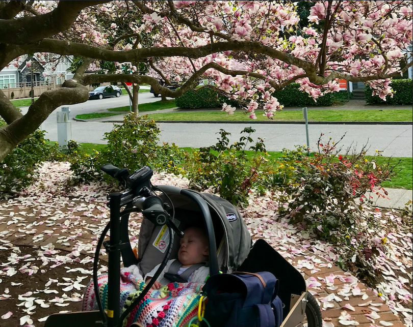 
                     a photo of a baby in a car seat in the front of a bike surrounded by cherry blossoms
                     