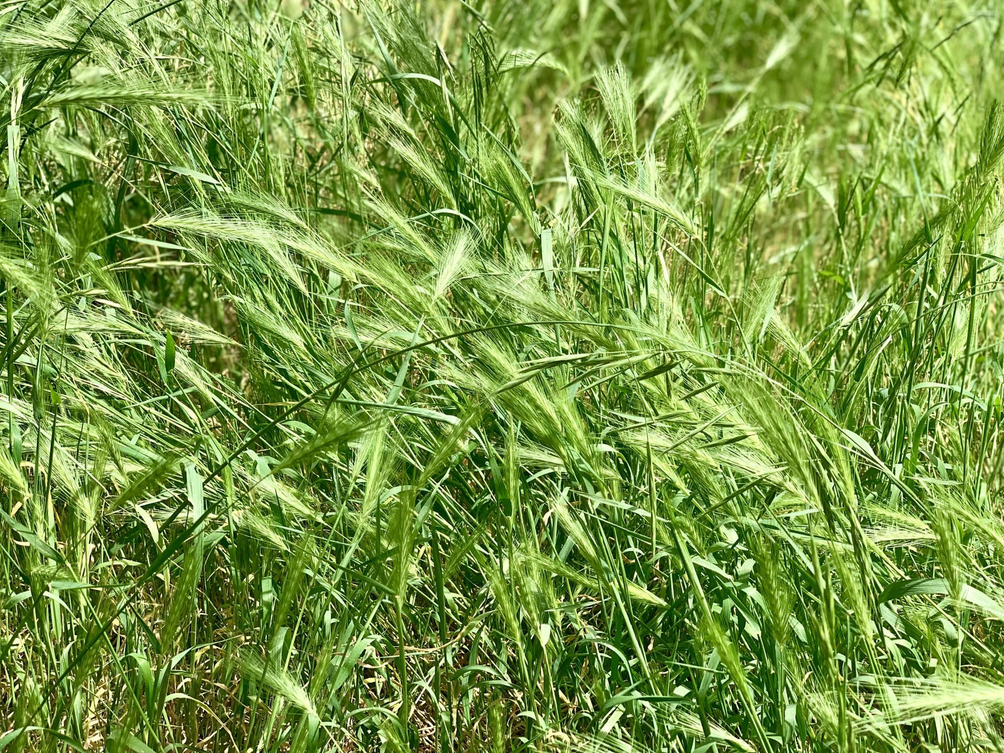 
                     Green grass with seed fronds with barbs at the end.
                     
