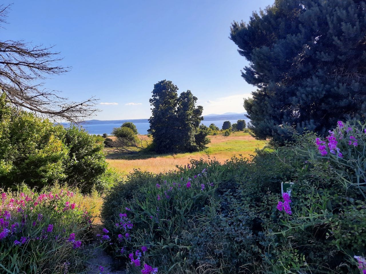 Photo Tour: Discovery Park in Its Full Summer Glory
