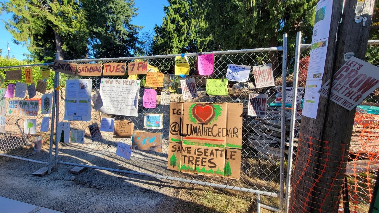 Op-Ed: Save Luma the Giant Cedar from Redevelopment