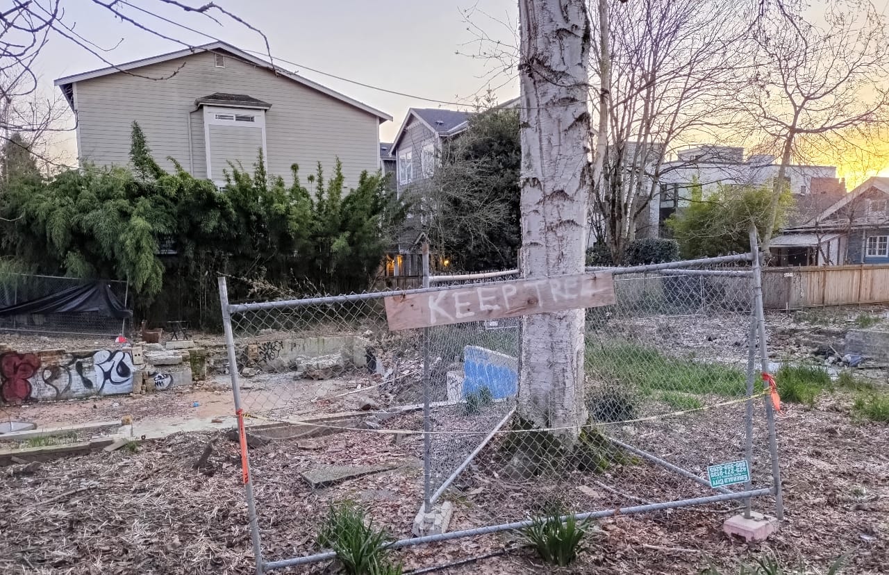In Trees Vs. Parking War, Washington Just Gave Trees a Leg Up