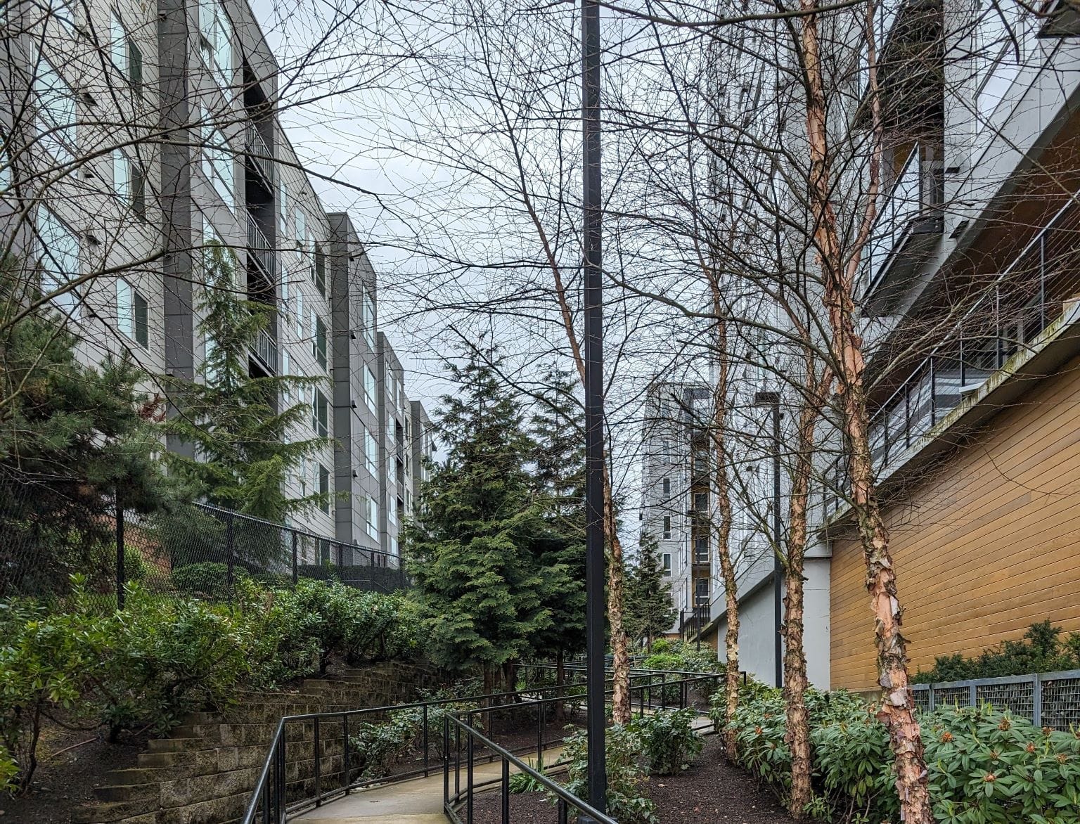 A verdant pathway in Bellevue