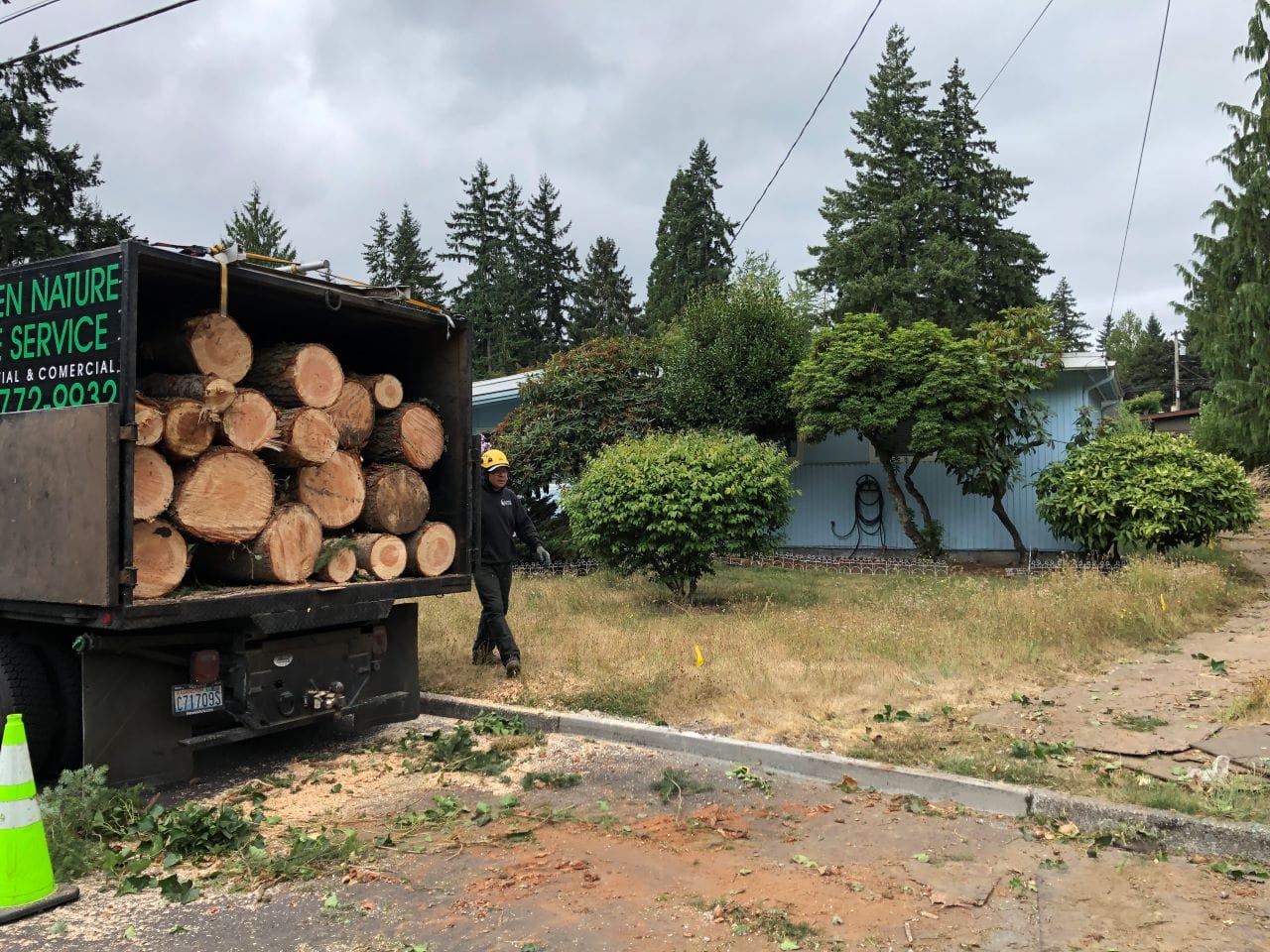 Op-Ed: Bellevue’s New Tree Protections Are a Needed Step Forward