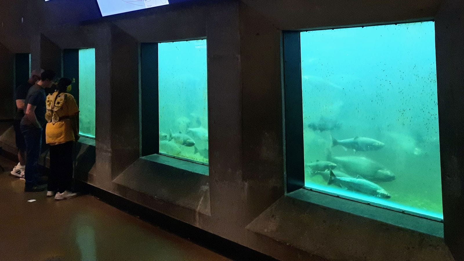 Three glass window show an underwater view of the fish ladder where salmon spawn into Salmon Bay and onto Lake Washington and beyond.