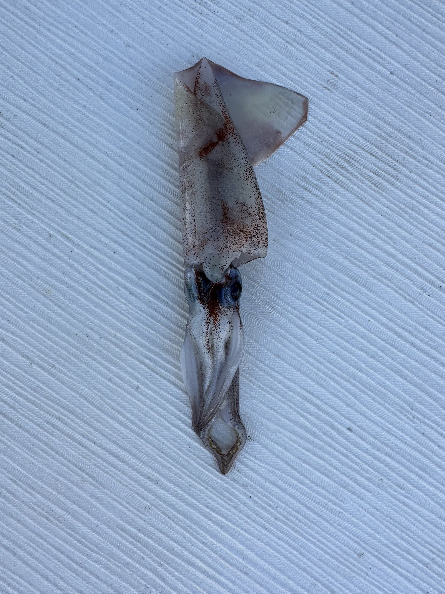 Squid on deck