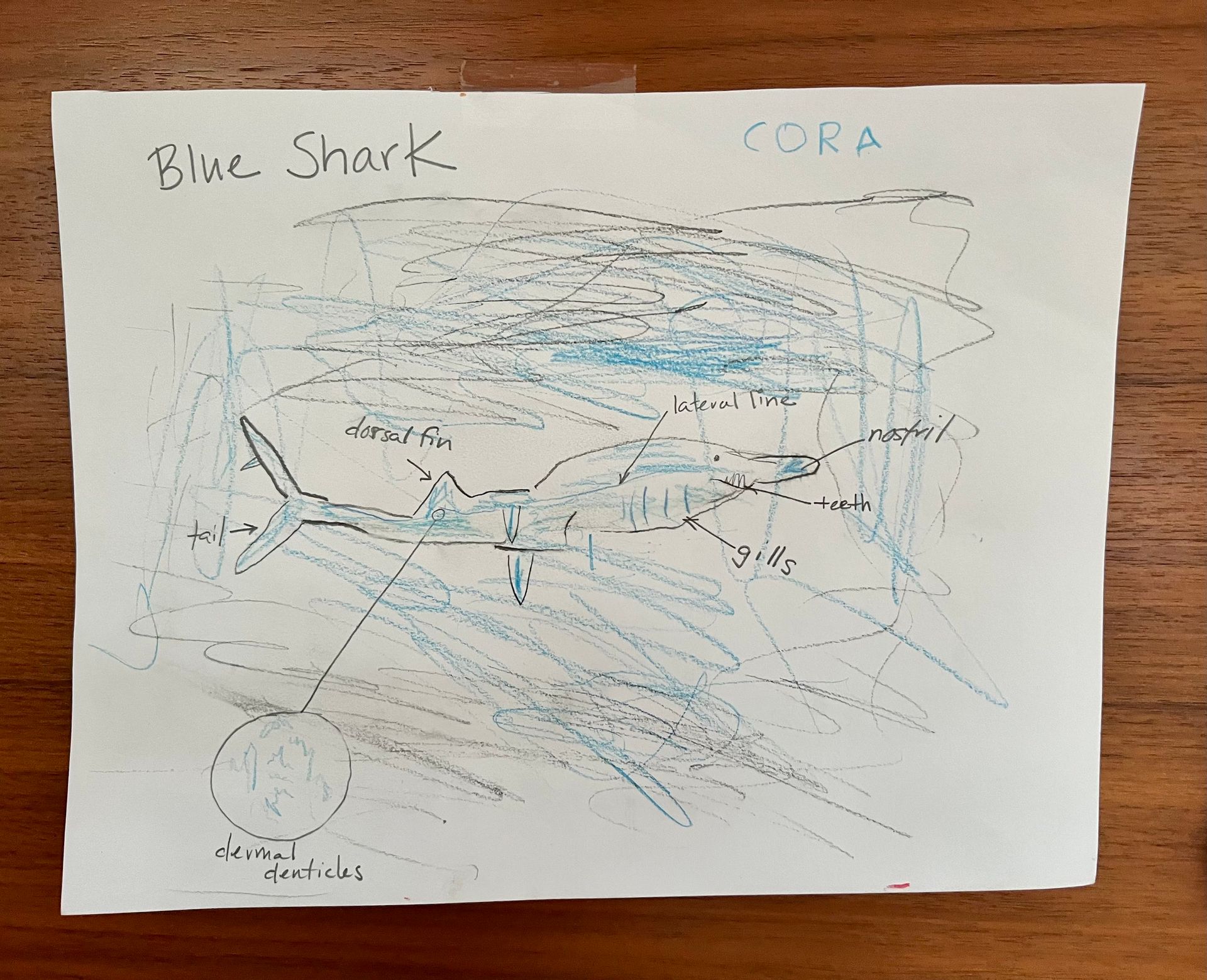 Cora’s Shark Drawing
