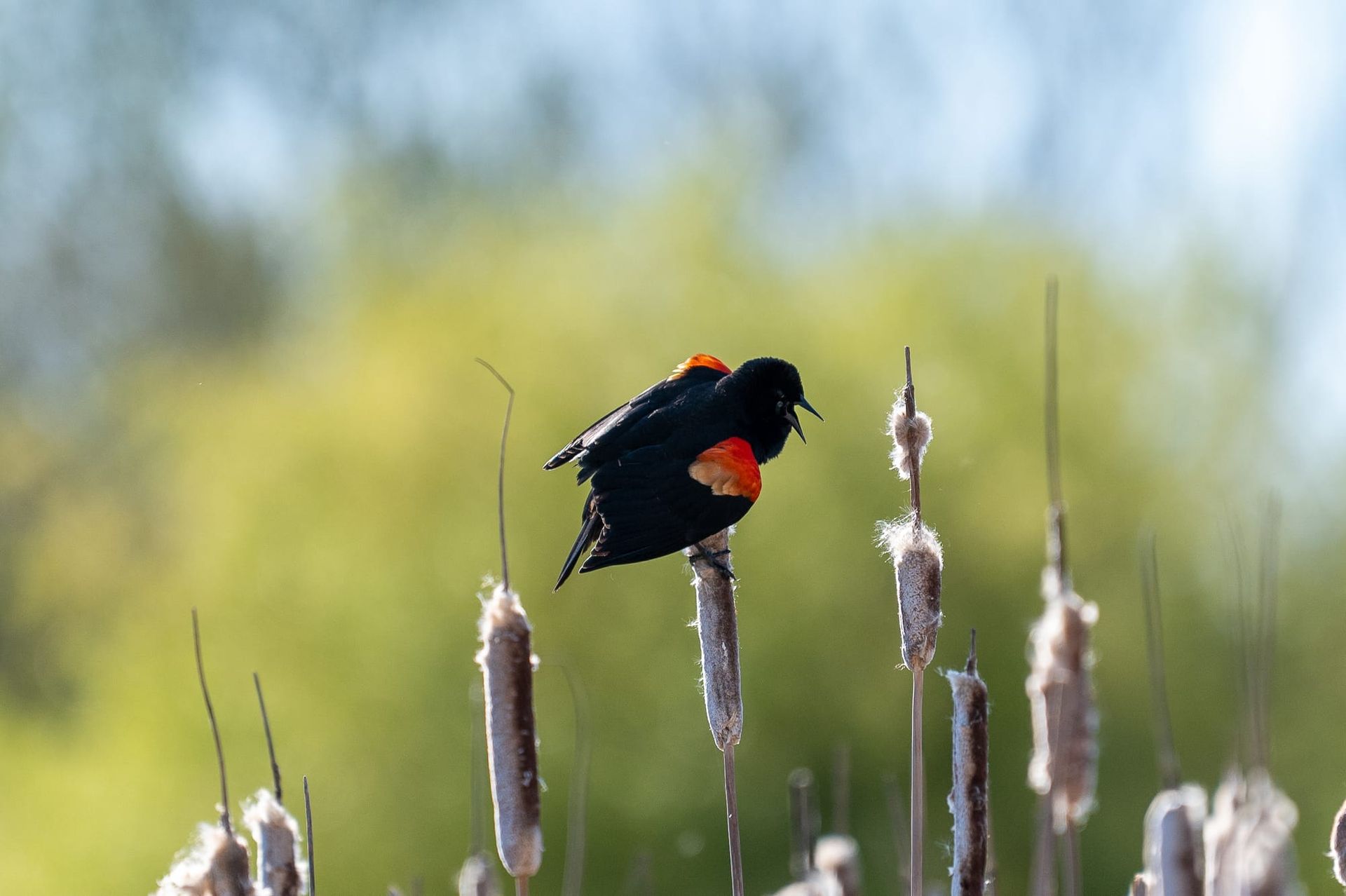 Oriole