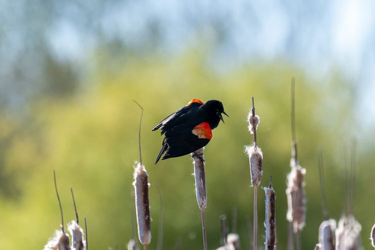 Oriole