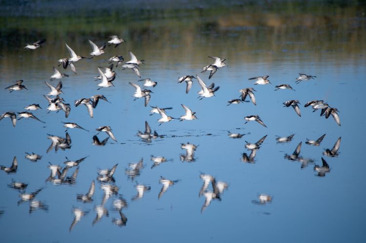 Sand Pipers