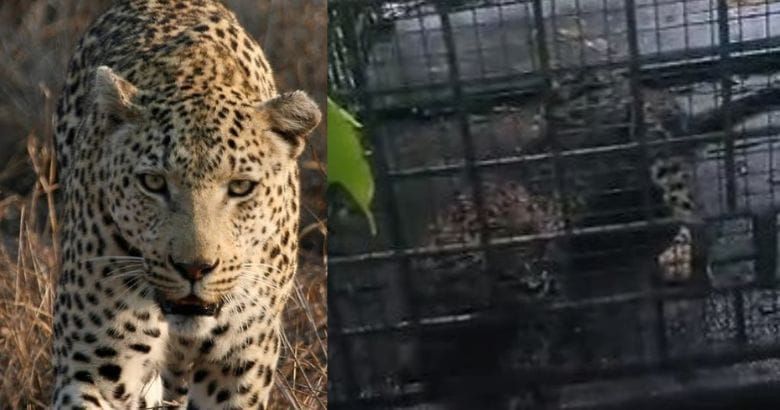 അതിരപ്പിള്ളിയിൽ വനംവകുപ്പ് സ്ഥാപിച്ച കൂട്ടിൽ പുലി കുടുങ്ങി