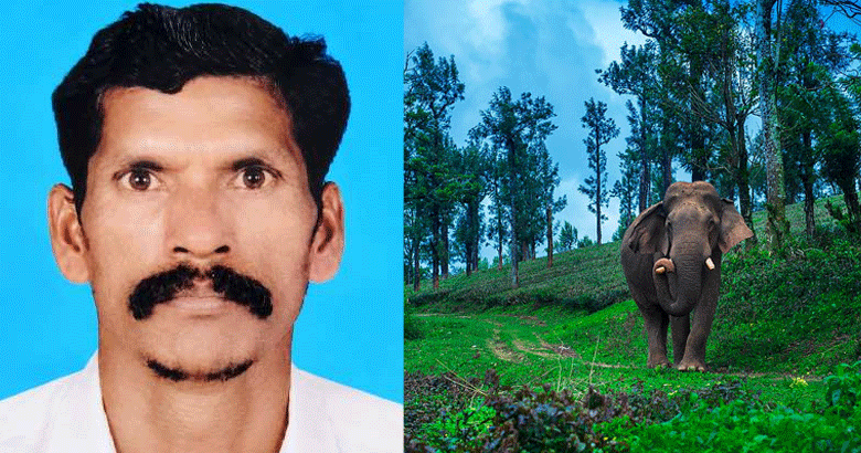 വീണ്ടും ജീവനെടുത്ത് കാട്ടാന; ഇടുക്കിയില്‍ ആദിവാസി യുവാവിന് ദാരുണാന്ത്യം