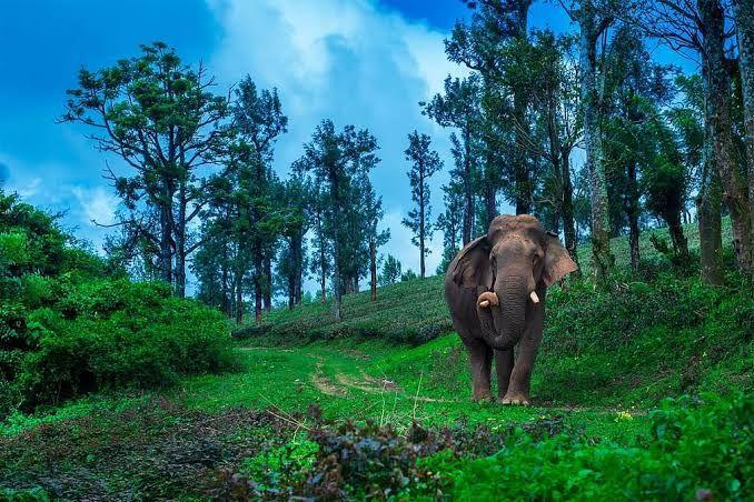 രാത്രിയിൽ റോഡിലൂടെ നടക്കുന്നതിനിടെ കാട്ടാനയുടെ ആക്രമണം;  അതിഥി തൊഴിലാളിക്ക് ദാരുണാന്ത്യം
