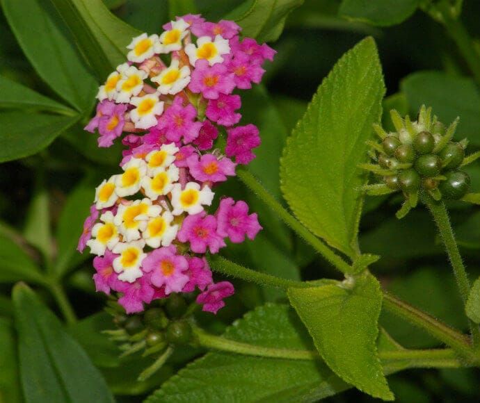 Lantana (Lantana camara), invasive introduced weed