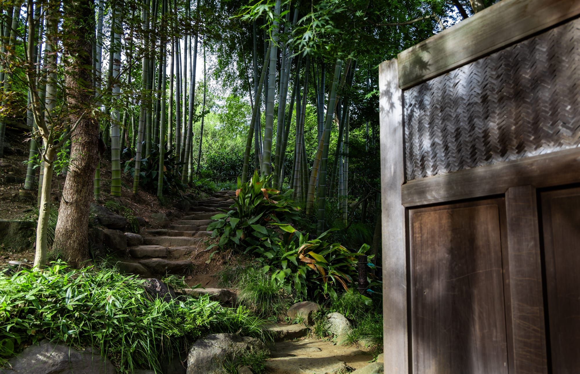 Introducing Earthshine: A Newsletter on Walks and Photography