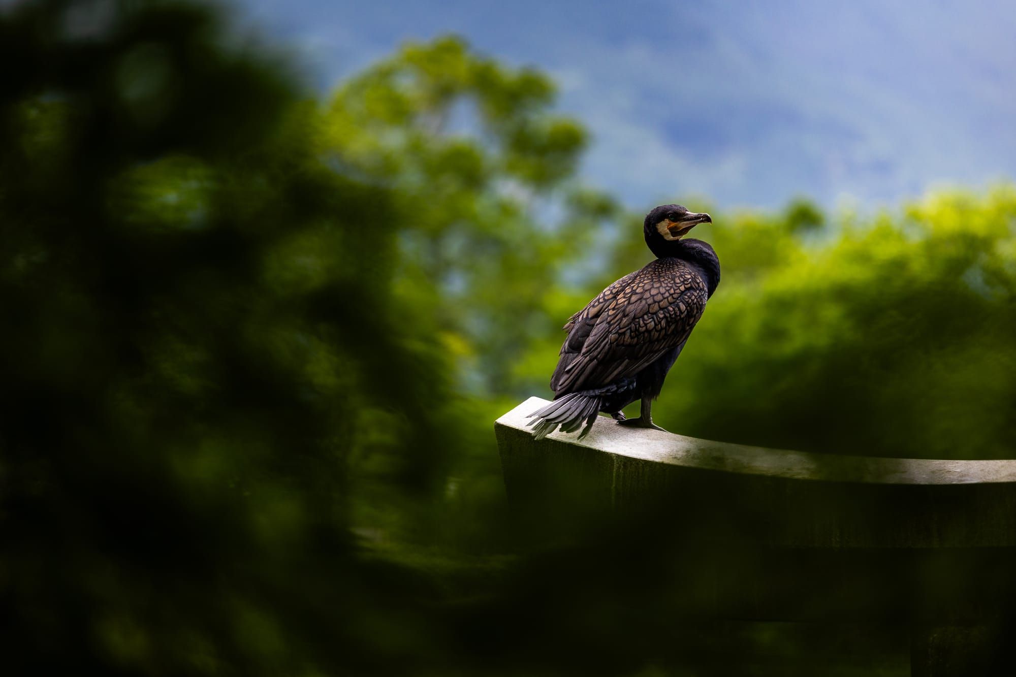 I Wouldn't Mind Being a Bird in Yufuin