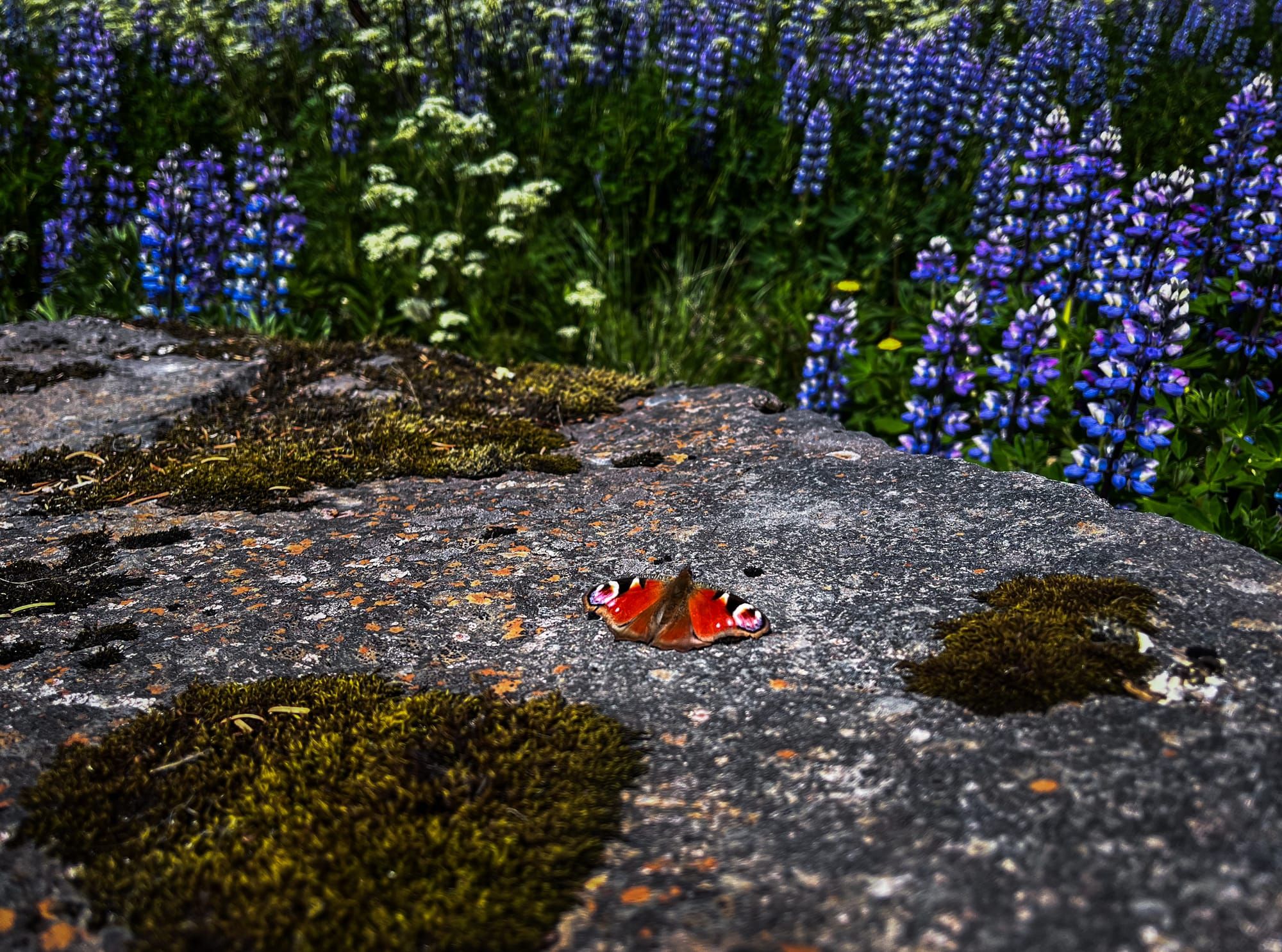 The Day My Voice Grew Wings