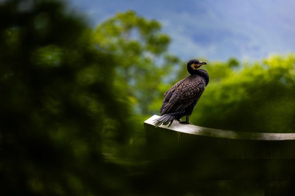 I Wouldn't Mind Being a Bird in Yufuin