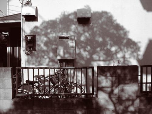 James Luckett: Botanist of the Sidewalk