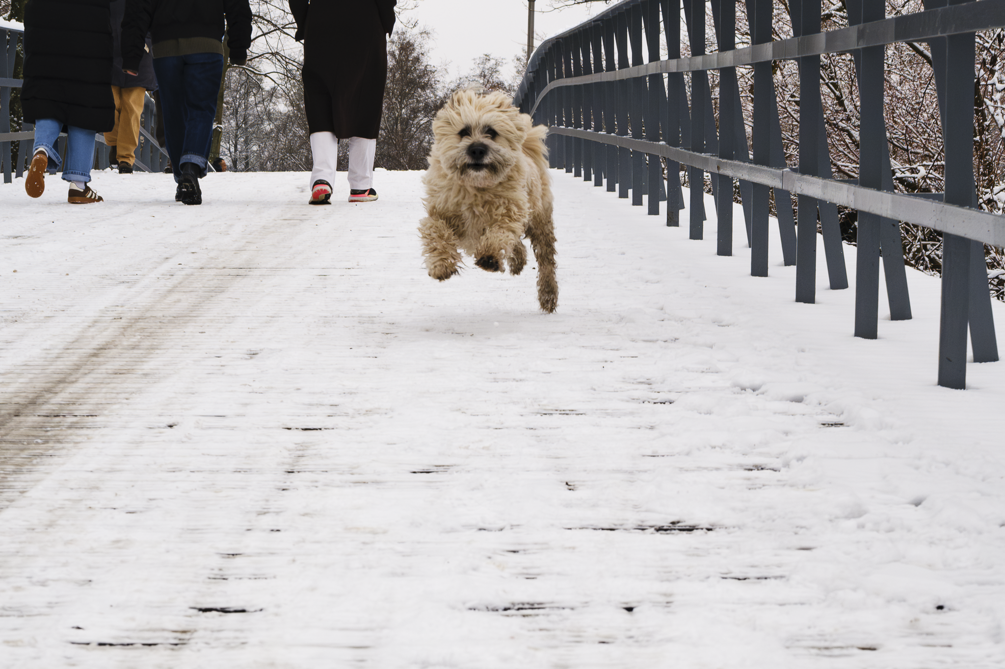 A dog running in the snow. Westerpark, Amsterdam. 2026