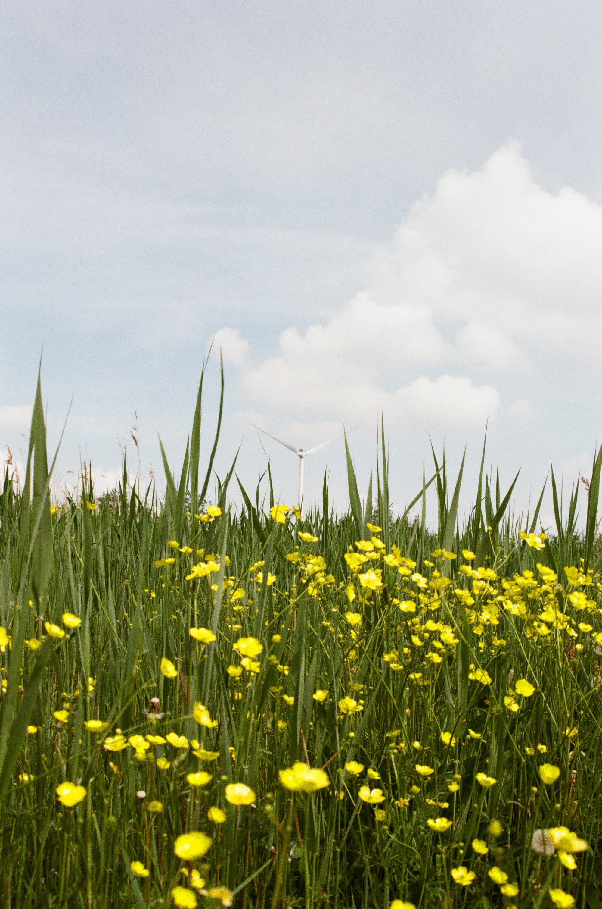 Yellow flowers with a wind turbine in the background