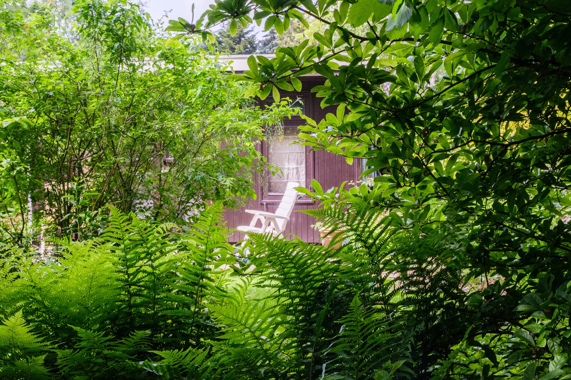 A wooden garden cabin glimpsed through dense green ferns and shrubs, with a white chair by the door