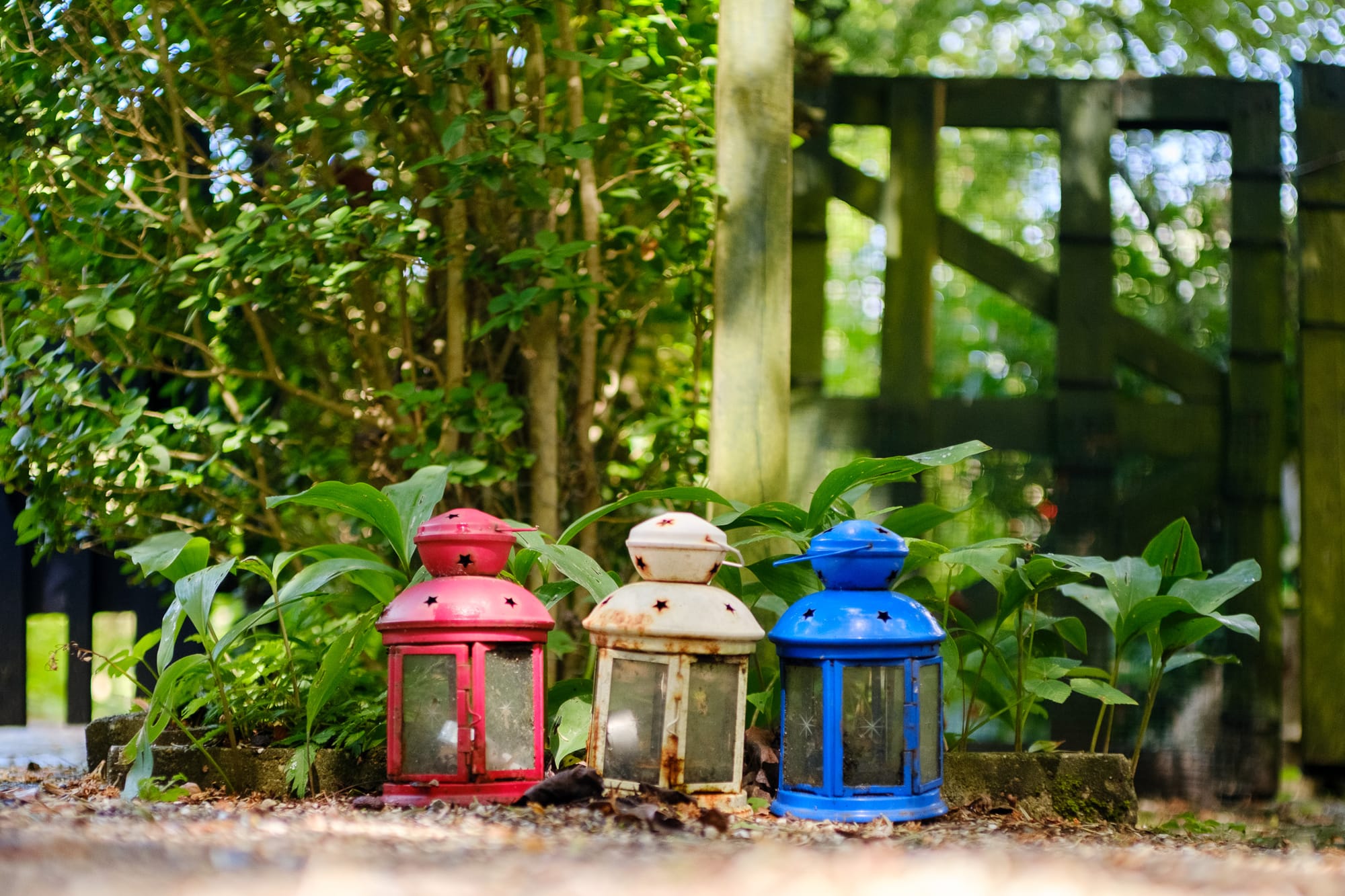 Three small metal lanterns — red, white and blue — lined up on the ground among garden plants