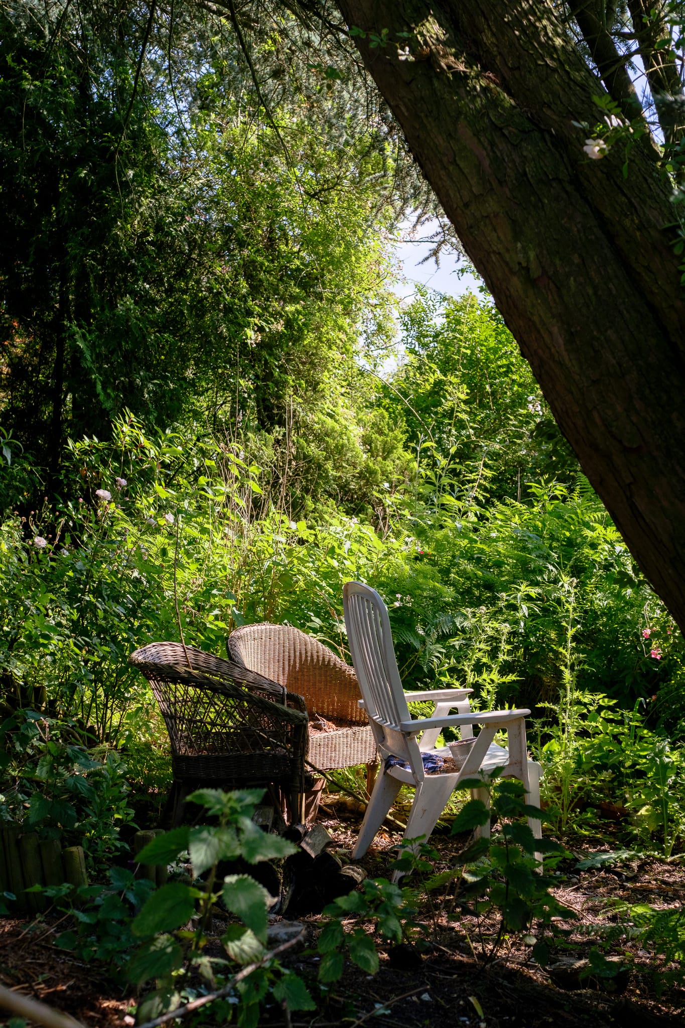A wicker chair and a white wooden chair in an overgrown, sun-dappled garden beside a tree trunk
