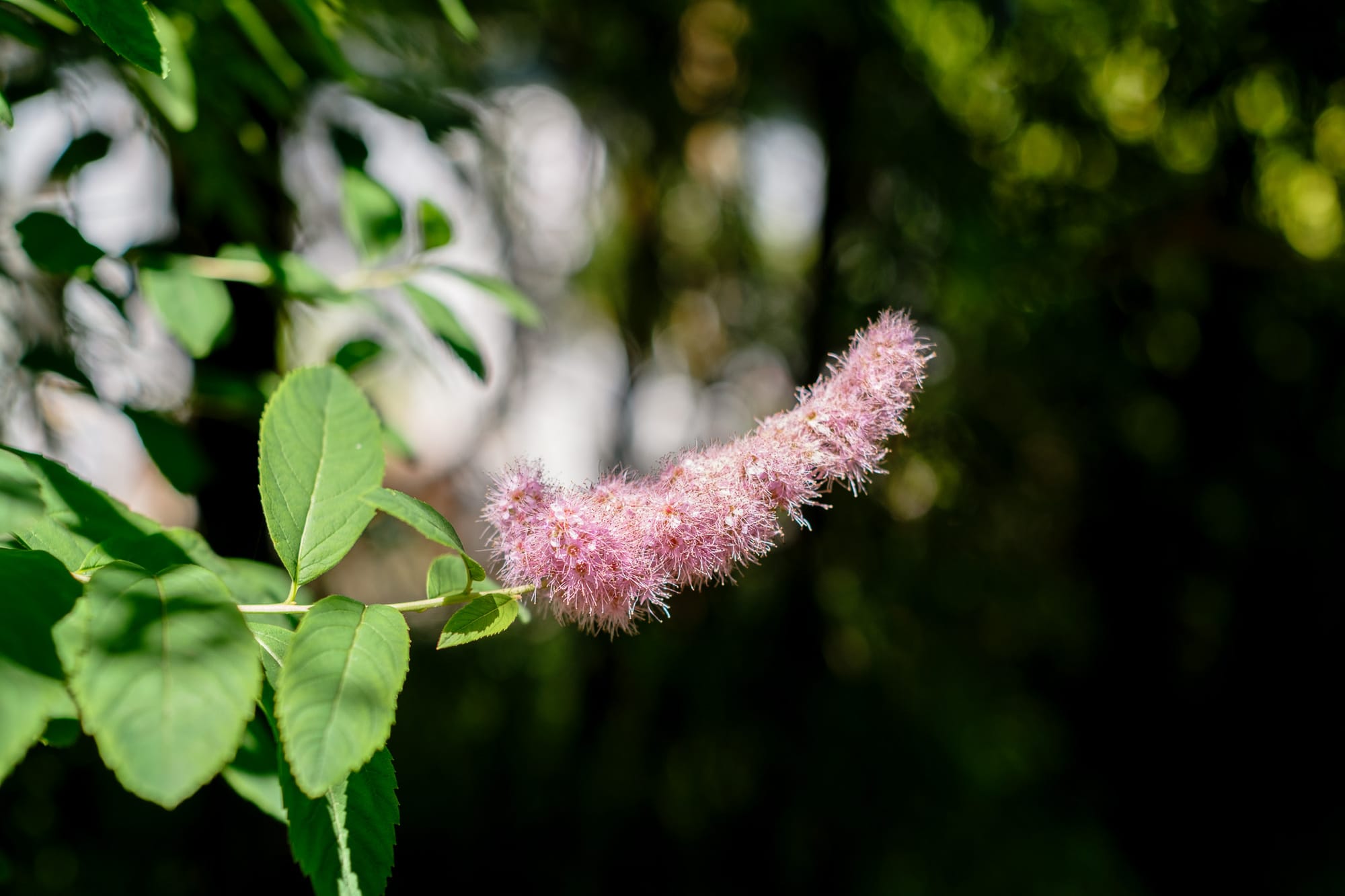 Close-up of a fuzzy pink flower spike and green leaves against a dark, blurred background