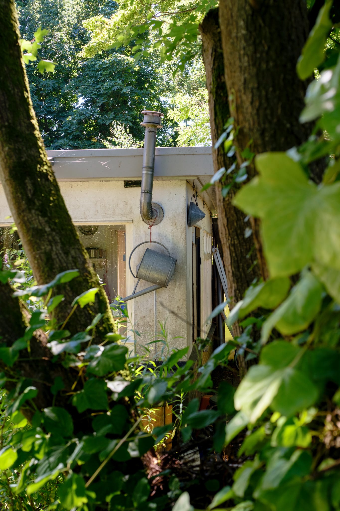 A galvanised watering can hanging on a white cabin wall, framed between two tree trunks and green ivy